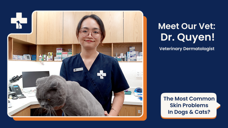 Dr. Quyen, veterinary dermatologist at Animal Doctors International